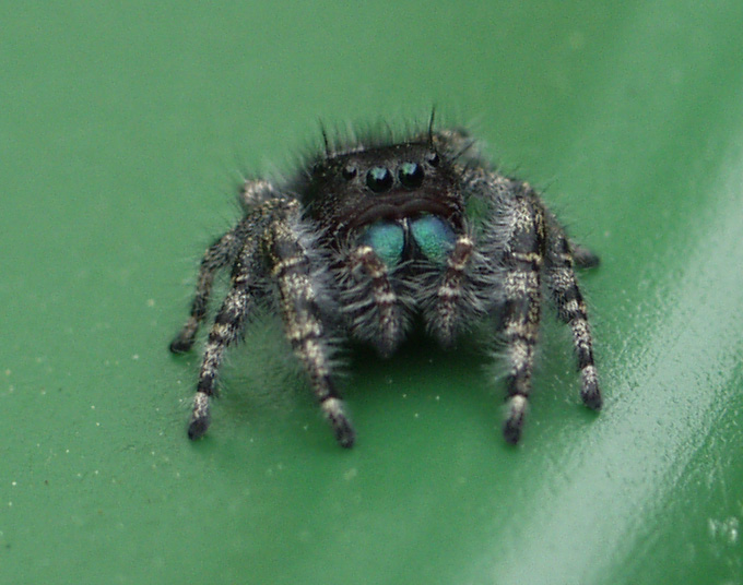 crop from original image
