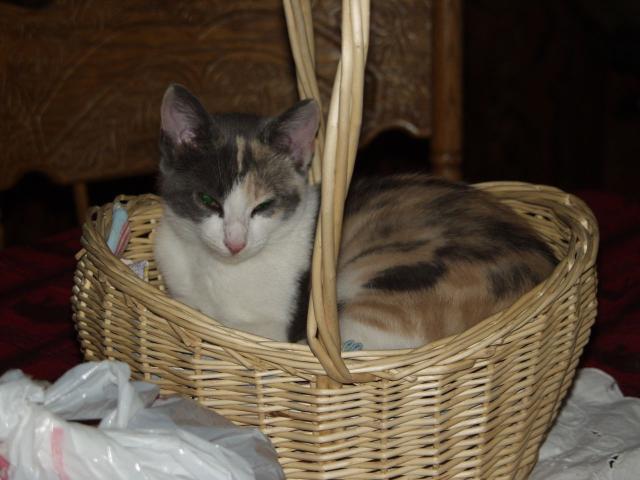 schweeb in basket